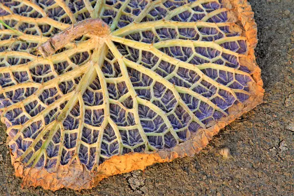Gorgon euryale, fotoğrafa yaklaş.