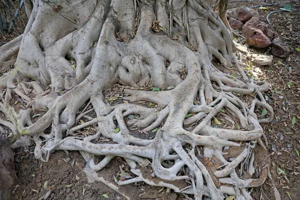 Ficus microcarpa ağaç kökü özelliği