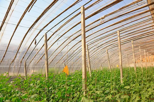 Salatalık fideleri sera içinde