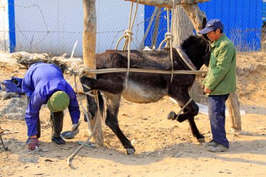 LUANNAN COUNTY - 23 Mart 2014 'te, Luannan County, Hebei Eyaleti, Çin' de eşeğe ayakkabı veren zanaatkarlar