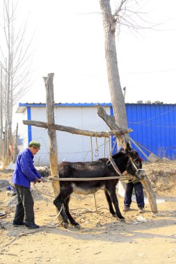 LUANNAN COUNTY - 23 Mart 2014 'te, Luannan County, Hebei Eyaleti, Çin' de eşeğe ayakkabı veren zanaatkarlar