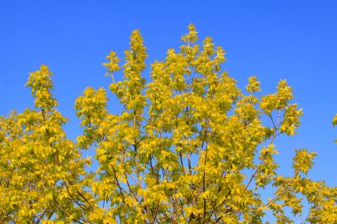 İlkbaharda mavi gökyüzünde yeşil kireç dalları