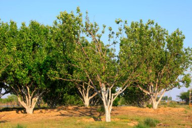 Parktaki ağaçlar ve çimenler, fotoğrafın yakın çekimi.