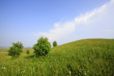 WuLanBuTong çayır manzarası, fotoğrafa yakın çekim  
