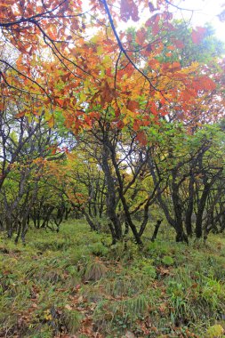 Dağ doğal manzarası, fotoğrafa yakın çekim