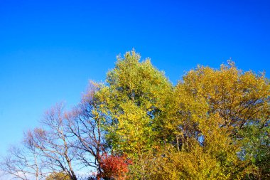 Vahşi doğada mavi gökyüzü arkaplanı altındaki renk ağaçları