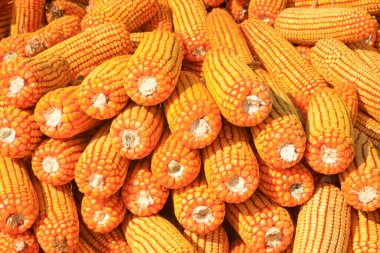 Altın mısır, fotoğrafa yakın çekim.