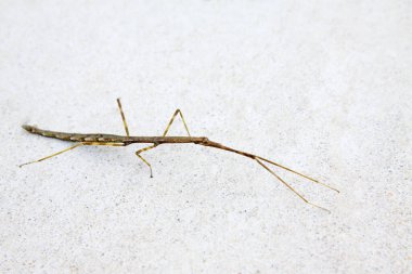 Beton zemine böcek yerleştirin, fotoğrafa yakın çekim yapın.