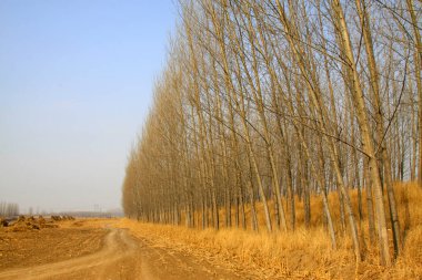 Ağaçlar ve patika, fotoğrafa yakın çekim