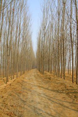 Rıhtımdaki patika, fotoğrafa yakın çekim 