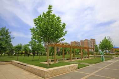 Yazın şehir parkı manzarası, fotoğrafa yakın çekim.