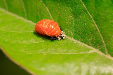 Yaprağın üzerinde uğur böceği pupası, fotoğrafa yakın çekim