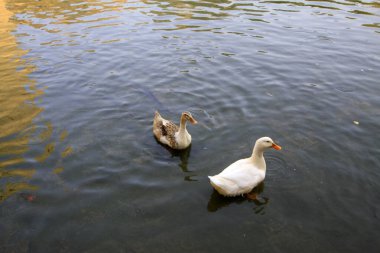 Sudaki ördekler, fotoğrafa yakın çekim.