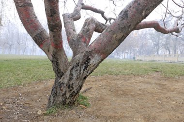 Eski şeftali, yakın plan fotoğraf.