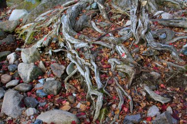 Vahşi doğada kuru ağaç kökü, fotoğrafa yakın çekim