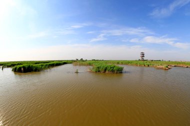 Wetland Park manzarası, fotoğrafa yakın çekim