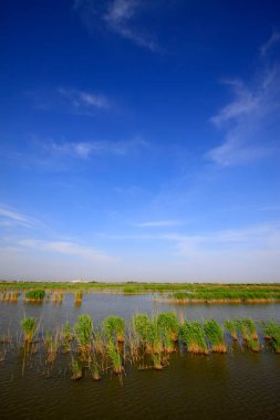 Wetland Park Doğal Manzara