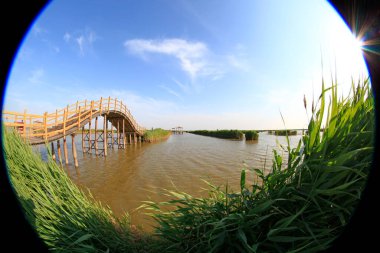 Wetland Park manzarası, fotoğrafa yakın çekim