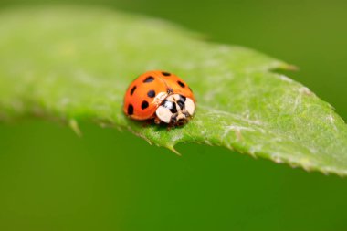 Doğadaki bitki üzerinde Harmonia axyridis