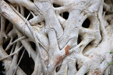 Ficus microcarpa ağaç kökü özelliği