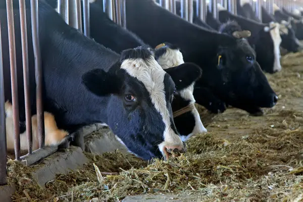 İnekler çiftlikte ot yiyordu, fotoğraflara yakından bakıyorlardı.