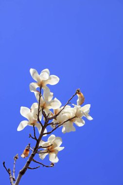 Magnolia in blue sky background