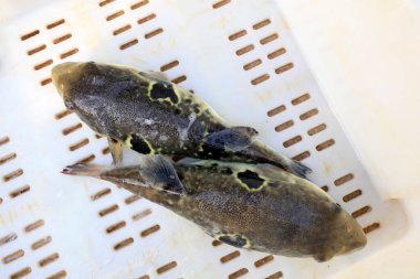 Bir mariculture atölyesinde takifugu rubripes.