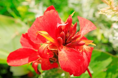 Parça içinde çiçek açamazsın.