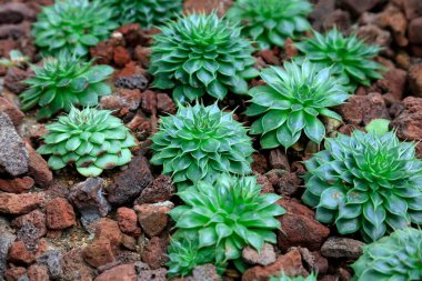 Botanik gardında saksı çiçeği