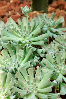 Parkta kaktüs bitkileri