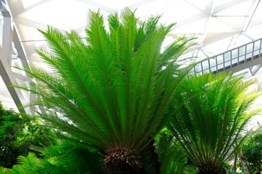 Sago Cycas yakın mesafeden ayrılıyor