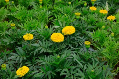 Marigold botanik gardında.