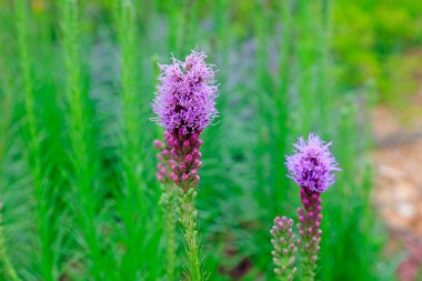 Ranunculus bitkileri botanik gardında