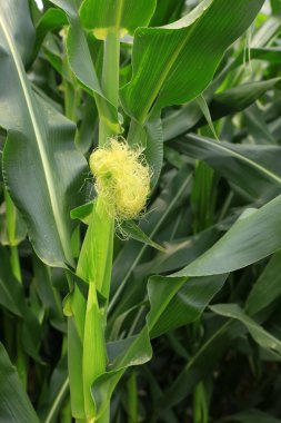 mısır koçanı, fotoğrafa yakın çekim.