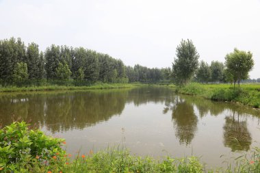 Nehir manzarası vahşi, fotoğrafa yakın.