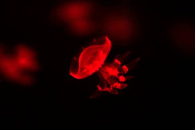 Akvaryumdaki denizanası, fotoğrafa yakın çekim.