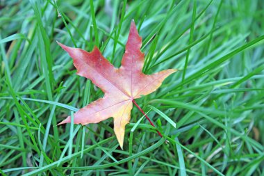 Yeşil çimlerin üzerinde kırmızı yaprak, fotoğrafın yakın çekimi.