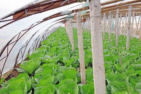 Serada sebzeler, fotoğrafa yakın çekim.