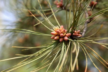 Çam tomurcuğu, fotoğrafa yaklaş.