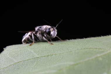 Diptera böcekleri doğada, fotoğrafa yakın çekim