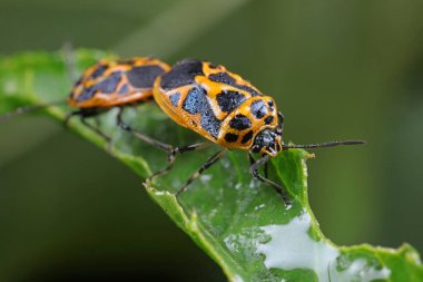 Pis kokulu böcekler çiftleşiyor
