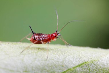 Doğada kırmızı yaprak bitleri
