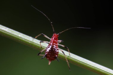 Doğada kırmızı yaprak bitleri