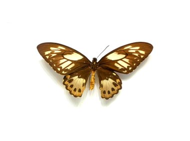 Beyaz arka planda güzel kelebekler