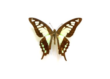 Beyaz arka planda güzel kelebekler