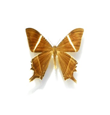 Beyaz arka planda güzel kelebekler