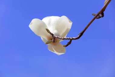 Manolya çiçekleri.