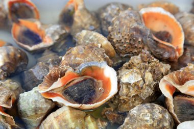 Deniz kabuğu yığılmış, fotoğrafa yakın çekim.