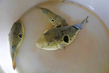 Doğulu kırmızı yunus, fotoğrafa yakın çekim.