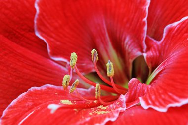 Hippeastrum rutilum stamen, fotoğrafa yakın çekim.